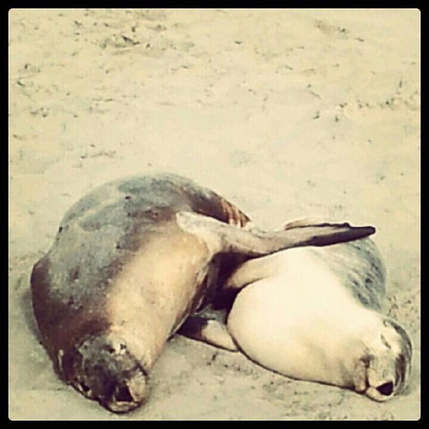 Kangaroo Island In A Day Tour From Adelaide - Stayed 25