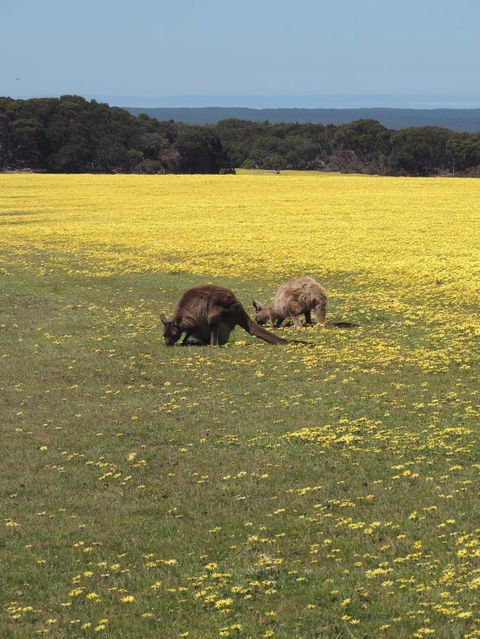 Kangaroo Island In A Day Tour From Adelaide - Stayed 14