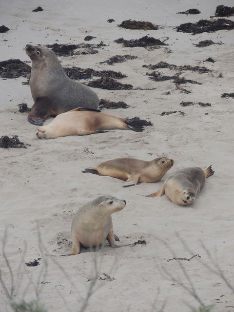 Kangaroo Island In A Day Tour From Adelaide - Stayed 15