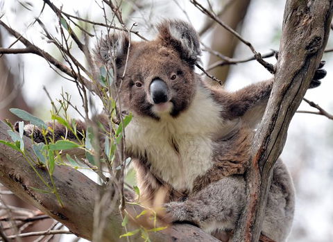 Kangaroo Island In A Day Tour From Adelaide - Stayed 27