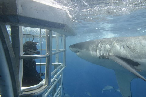 White Shark Tour With Optional Cage Dive From Port Lincoln - Stayed 2