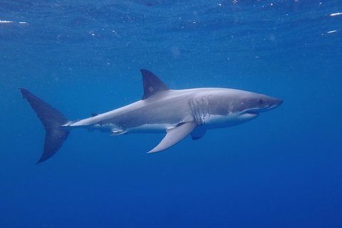 White Shark Tour With Optional Cage Dive From Port Lincoln - Stayed 5