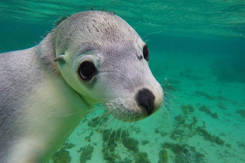 10-Day Adelaide To Perth Adventure Tour - Stayed 13