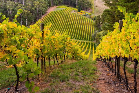 Private Adelaide Hills Wine Region Tour - Stayed 2