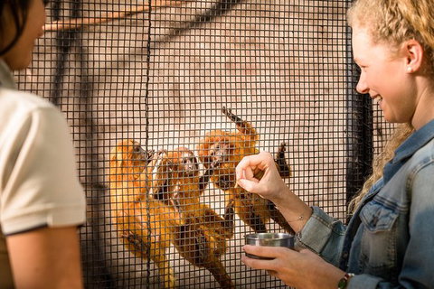 Adelaide Zoo Behind The Scenes Experience: Meet The Primates - Stays Accommodation 0