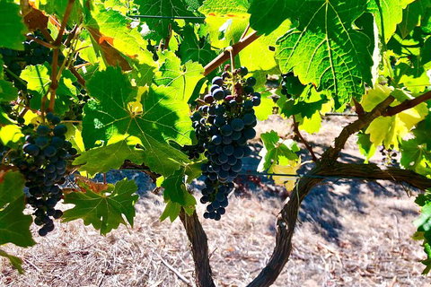 Bike Tour Strathalbyn & Langhorne Creek - Stayed 1