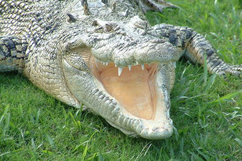 Croc Express To Australia Zoo From Brisbane - Stayed 10