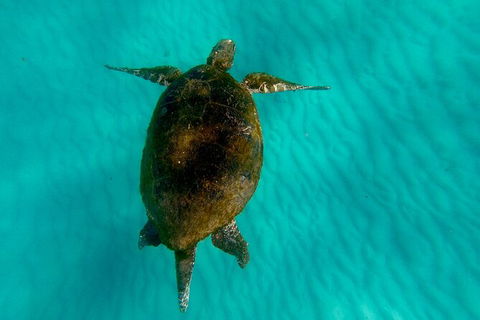 Moreton Island Day Trip (Kayak, Snorkel & Sandboard) Frm Brisbane Or Gold Coast - Stayed 9