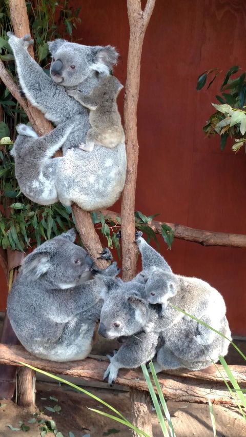 Lone Pine Koala Sanctuary Day Pass - Stayed 2