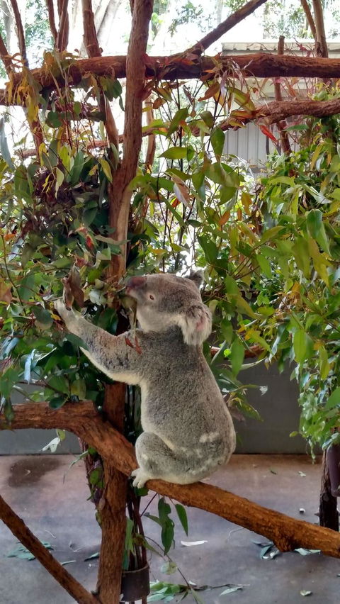 Lone Pine Koala Sanctuary Day Pass - Stayed 5