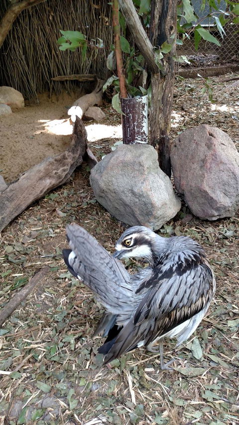 Lone Pine Koala Sanctuary Day Pass - Stayed 6