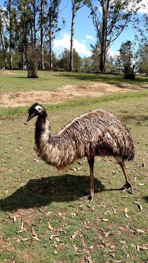 Lone Pine Koala Sanctuary Day Pass - Stayed 8