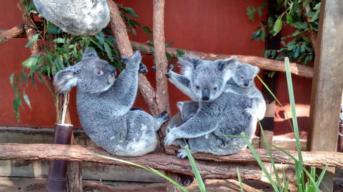 Lone Pine Koala Sanctuary Day Pass - Stayed 3