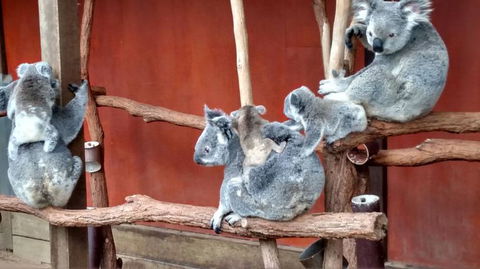 Lone Pine Koala Sanctuary Day Pass - Stayed 4