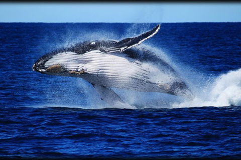 Whale Watching Cruise From Redcliffe, Brisbane Or The Sunshine Coast - Stayed 0