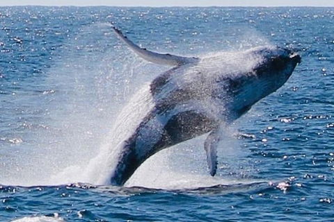 Whale Watching Cruise From Redcliffe, Brisbane Or The Sunshine Coast - Stayed 9