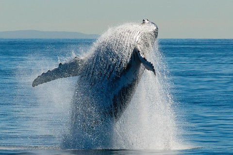 Whale Watching Cruise From Redcliffe, Brisbane Or The Sunshine Coast - Stayed 10