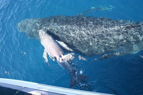 Whale Watching Cruise From Redcliffe, Brisbane Or The Sunshine Coast - Stayed 7