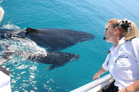 Whale Watching Cruise From Redcliffe, Brisbane Or The Sunshine Coast - Stayed 1
