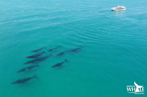 Whale Watching Cruise From Redcliffe, Brisbane Or The Sunshine Coast - Stayed 6