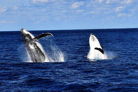 Whale Watching Cruise From Redcliffe, Brisbane Or The Sunshine Coast - Stayed 5