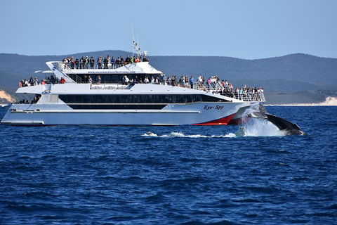 Whale Watching Cruise From Redcliffe, Brisbane Or The Sunshine Coast - Stayed 2