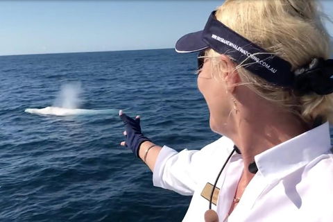 Whale Watching Cruise From Redcliffe, Brisbane Or The Sunshine Coast - Stayed 4