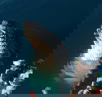 Hervey Bay Whale Watching Experience - Stayed