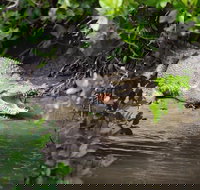 Whitsunday Crocodile Safari including Lunch - Stayed