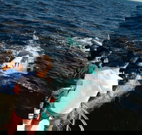 Half-Day Whale Watching and Canal Cruise from Surfers Paradise - Stayed