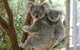 Koala Express To Lone Pine Koala Sanctuary - thumb 1