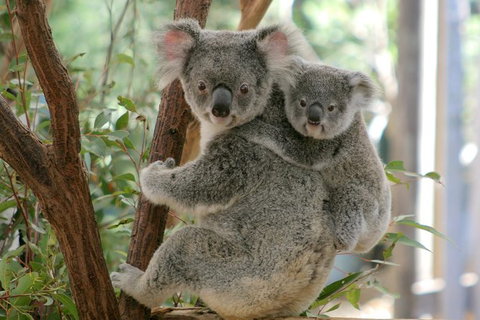 Koala Express To Lone Pine Koala Sanctuary - Stays Accommodation 1