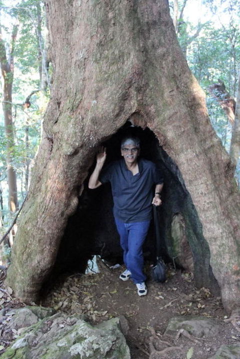 Springbrook National Park Discovery Full-Day Bushwalking Tour - Stayed 5