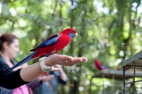 Springbrook National Park Discovery Full-Day Bushwalking Tour - Stayed 0