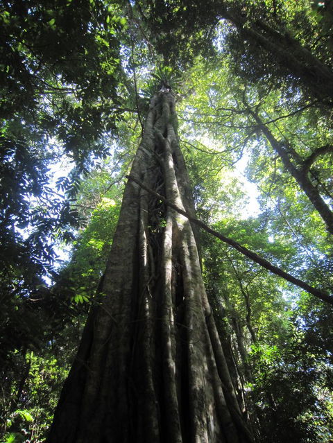 Springbrook National Park Discovery Full-Day Bushwalking Tour - Stayed 14