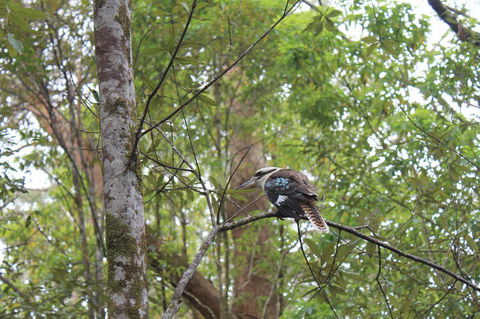 Springbrook National Park Discovery Full-Day Bushwalking Tour - Stayed 2