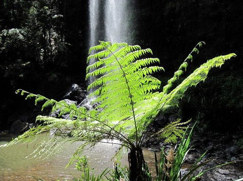Springbrook National Park Discovery Full-Day Bushwalking Tour - Stayed 12