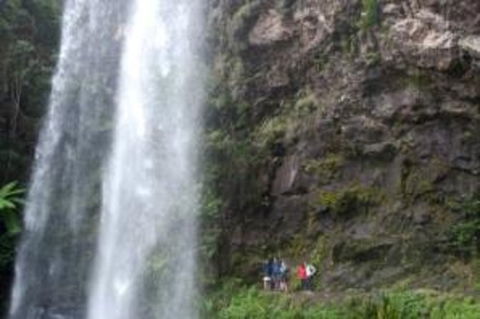 Springbrook National Park Discovery Full-Day Bushwalking Tour - Stayed 1