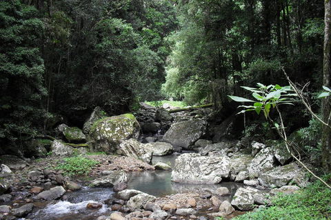Springbrook National Park Discovery Full-Day Bushwalking Tour - Stayed 21