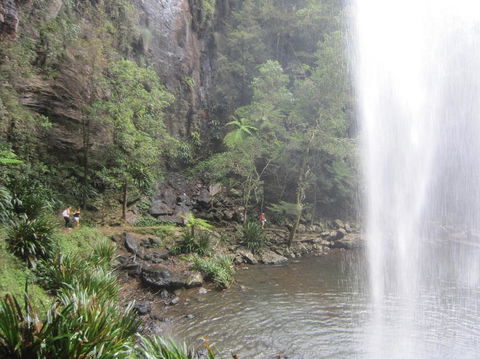 Springbrook National Park Discovery Full-Day Bushwalking Tour - Stayed 16