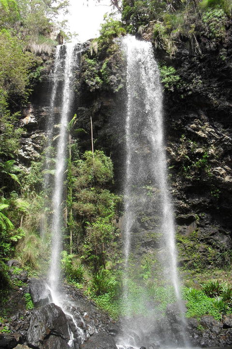 Springbrook National Park Discovery Full-Day Bushwalking Tour - Stayed 20