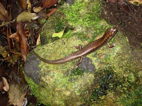 Springbrook National Park Discovery Full-Day Bushwalking Tour - Stayed 9