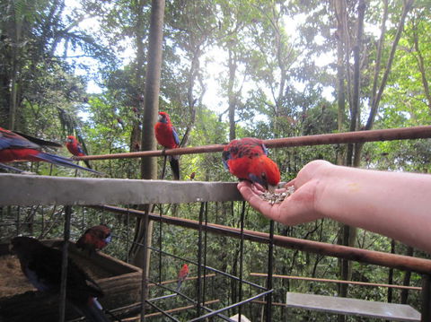Springbrook National Park Discovery Full-Day Bushwalking Tour - Stayed 15