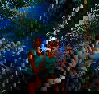 Daintree Rainforest Night Walk from Cape Tribulation - Stayed