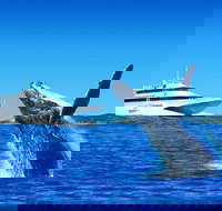 Tangalooma Island Resort Classic Whale Watching Day Cruise - Stayed