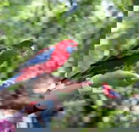 Springbrook and Tamborine Rainforest Glow Worm Tour - Stayed