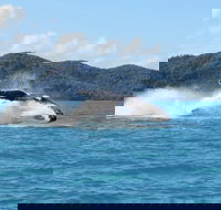 Whitsundays Whale Watching Cruise from Airlie Beach - Stayed
