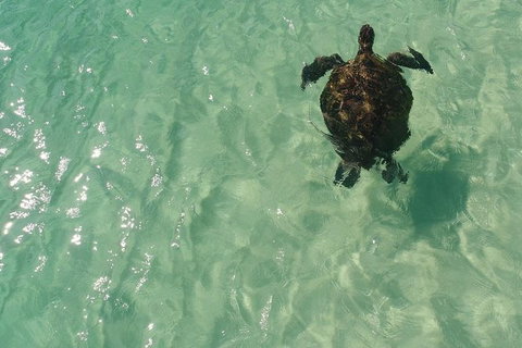 Eco Marine Safari - Boom Netting & Snorkeling Moreton Island - Fortitude Valley - Stayed 5
