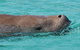 Eco Marine Safari - Boom Netting & Snorkeling Moreton Island - Fortitude Valley - thumb 7