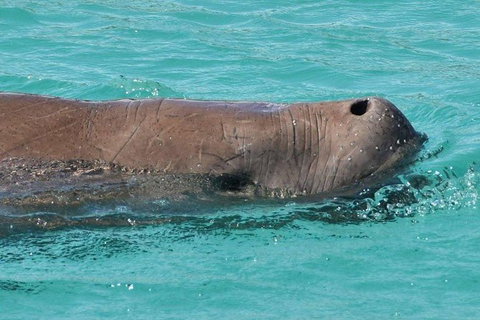 Eco Marine Safari - Boom Netting & Snorkeling Moreton Island - Fortitude Valley - Stayed 7